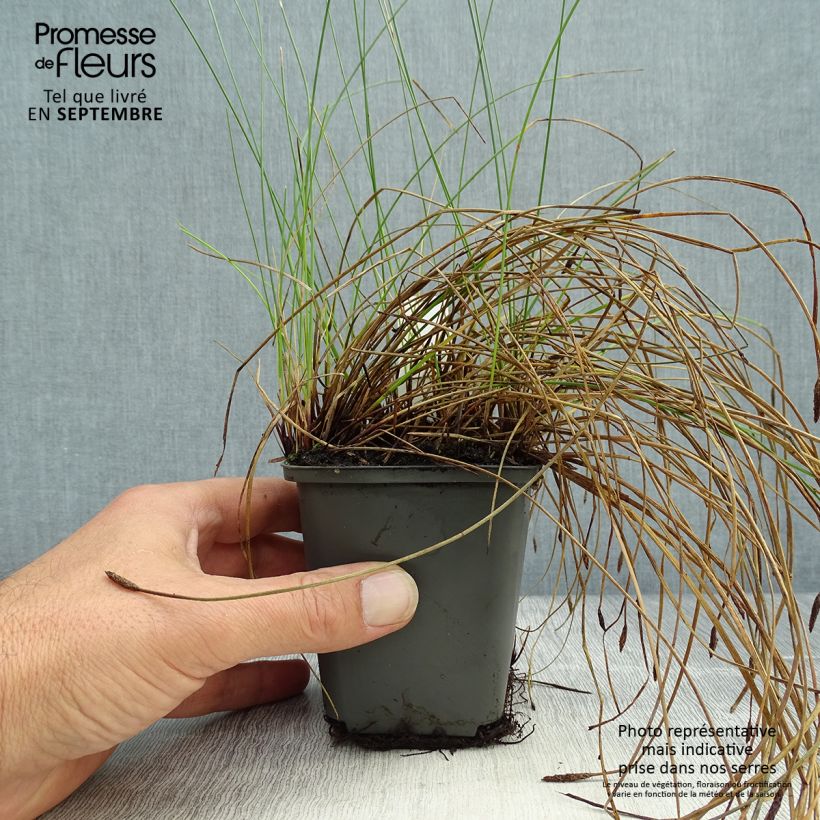 Eleocharis palustris - Scirpe des marais  Godet de 9cm sample as delivered in autumn