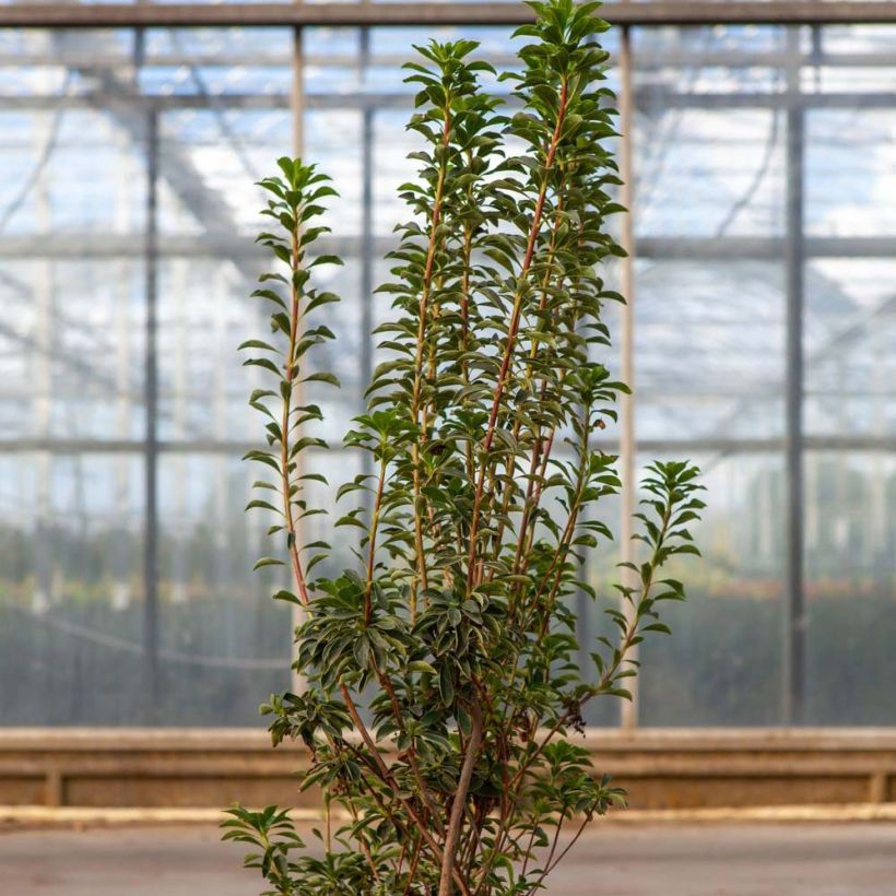 Enkianthus campanulatus Pagoda (Foliage)