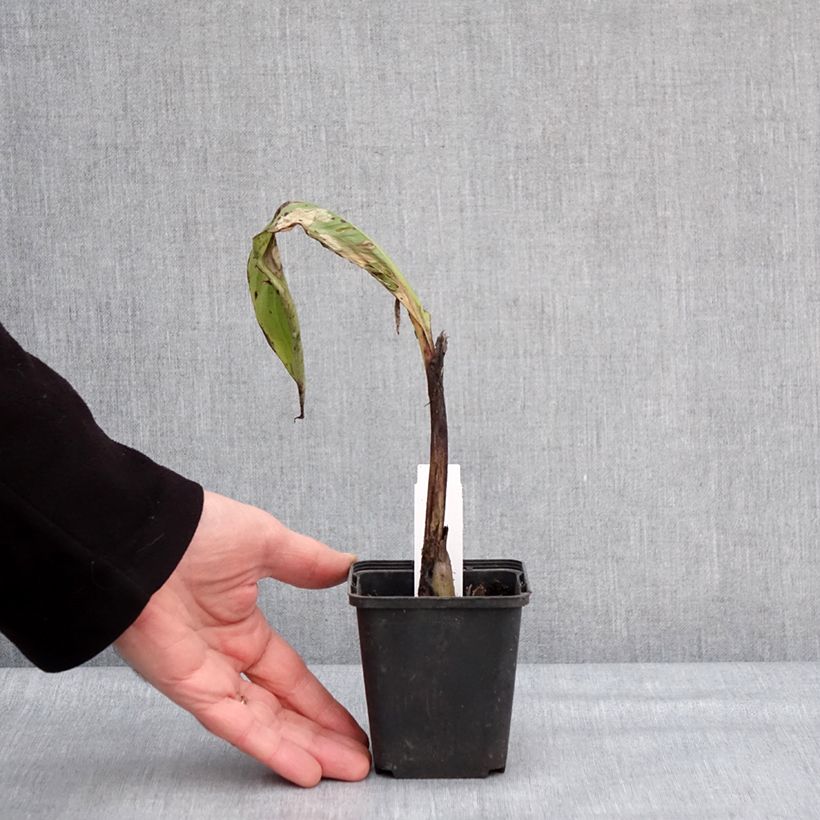 Ensete glaucum - Snow Banana 8/9 cm pot sample as delivered in winter