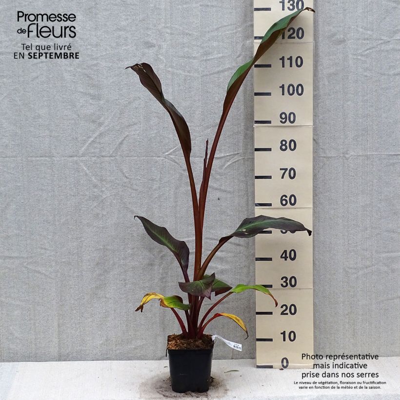 Ensete ventricosum Maurelii - Bananier rouge d'Abyssinie en pot de 2L/3L sample as delivered in autumn