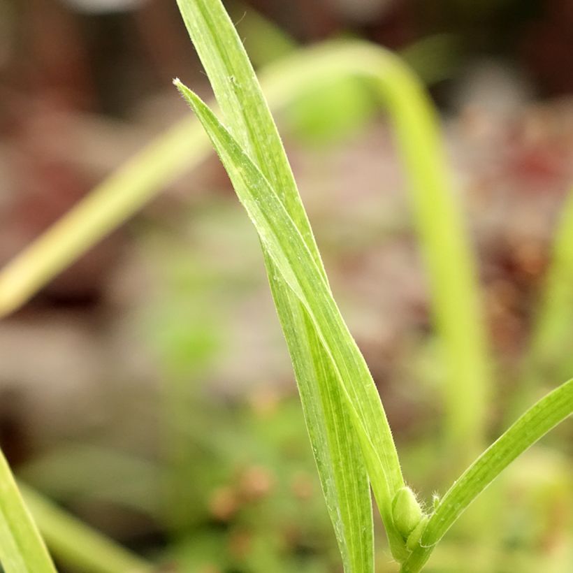 Tradescantia andersoniana Bilberry Ice - Spiderwort (Foliage)