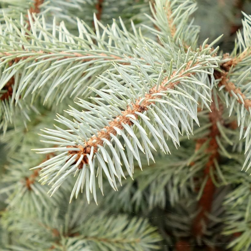 Picea pungens Edith - Blue Spruce (Foliage)