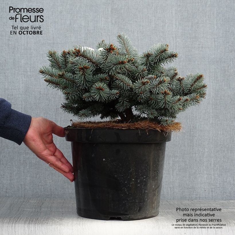 Epicea bleu - Picea pungens Glauca Globosa 20/30 cm en pot de 4L/5L                sample as delivered in autumn