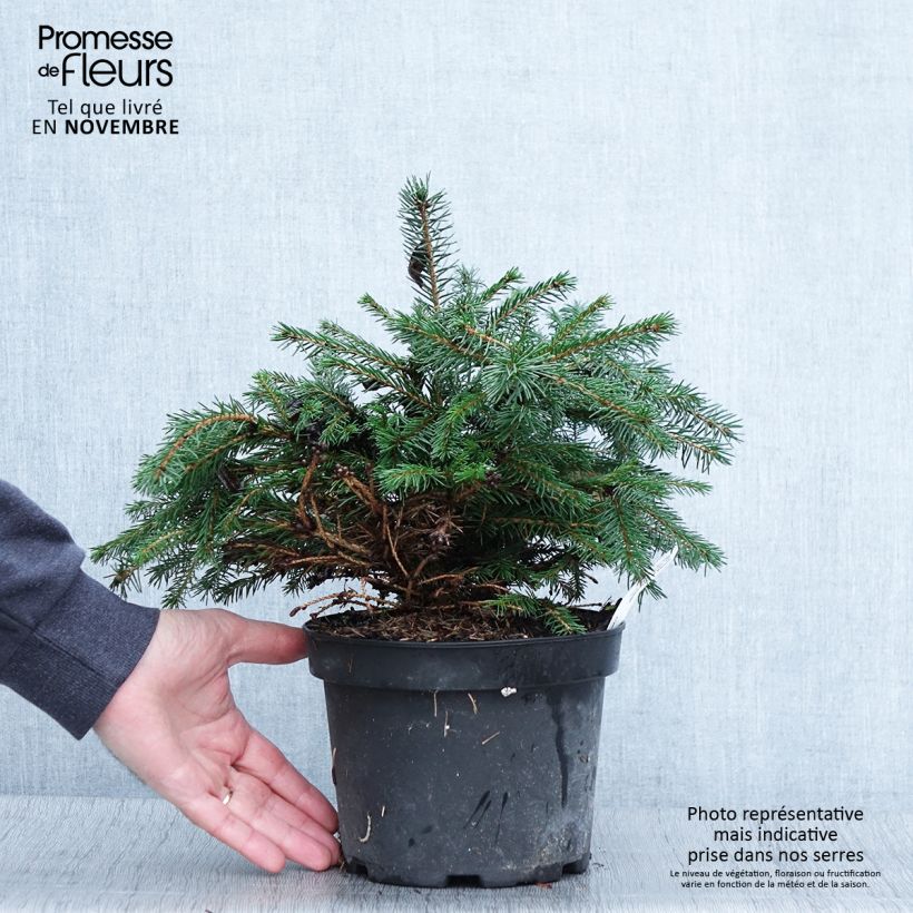 Epicea commun - Picea abies Maxwellii Pot de 2L/3L sample as delivered in autumn