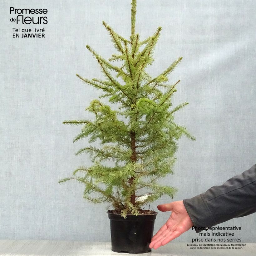 Épicéa de Serbie Nana - Picea omorika en pot de 2/3L sample as delivered in winter