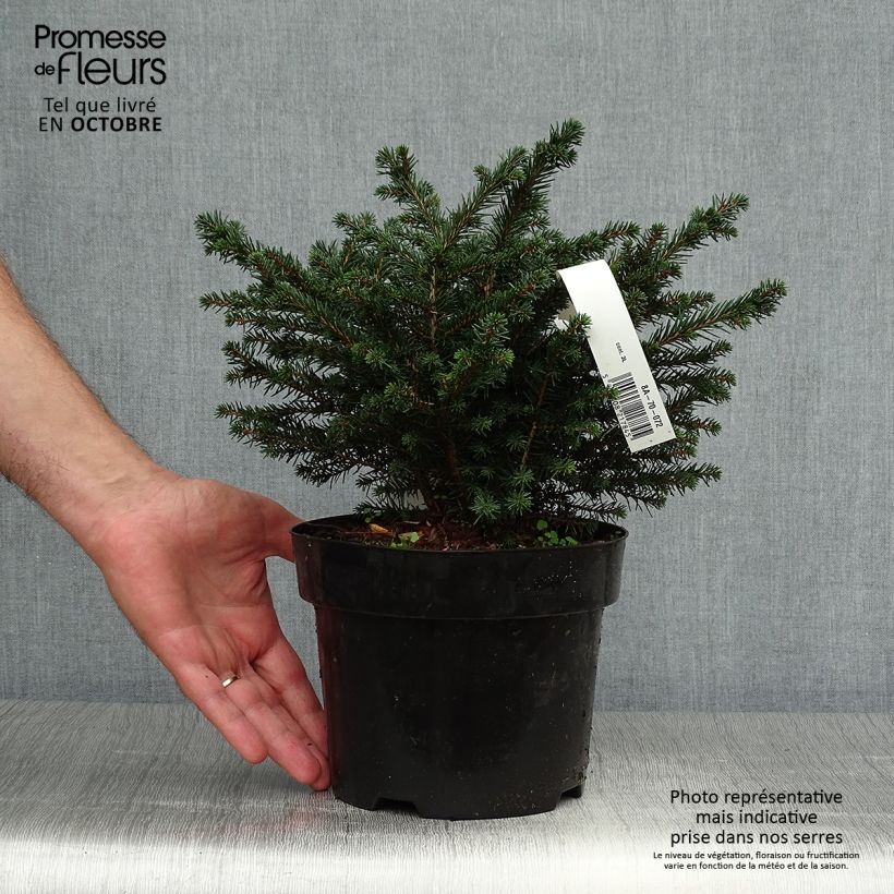 Epicea de Serbie - Picea omorika Karel en pot de 2/3L      sample as delivered in autumn