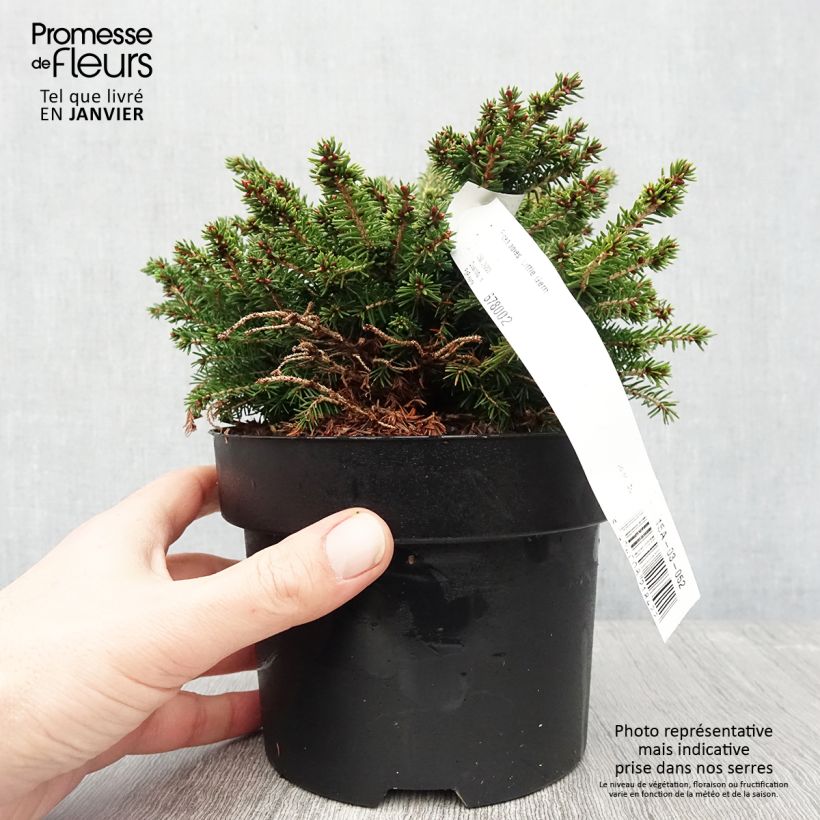 Épicéa nain - Picea abies Little Gem  2L/3L                       Pot de 2L/3L sample as delivered in winter