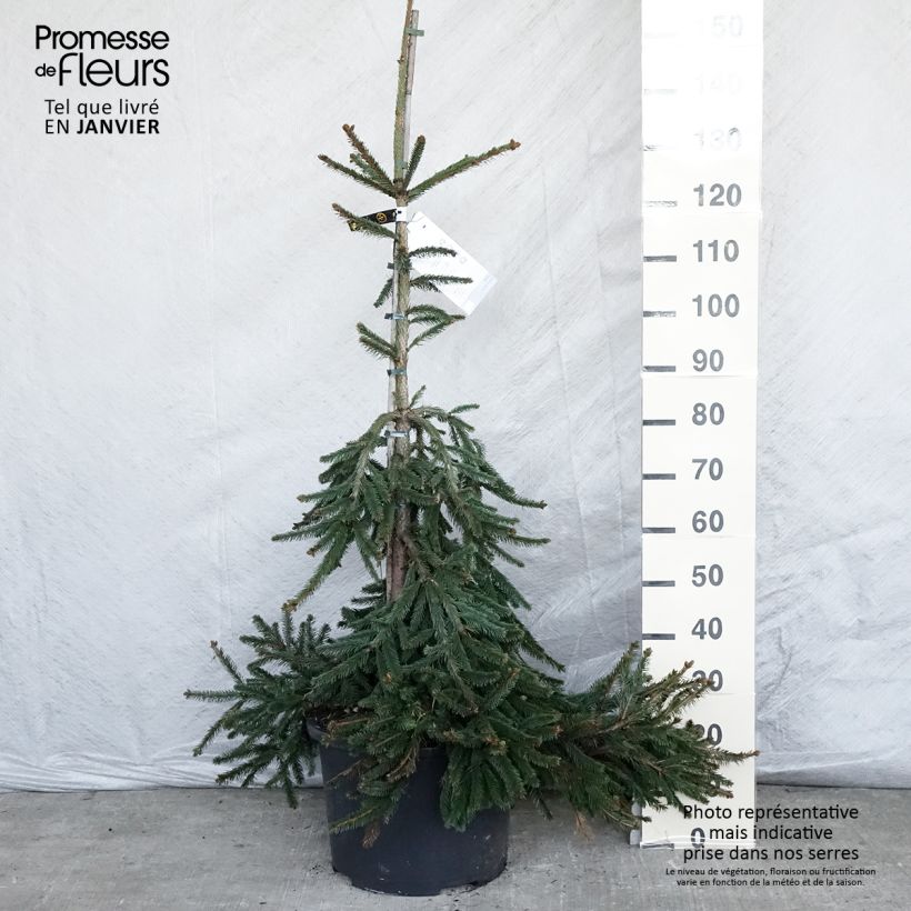 Épicéa pleureur - Picea abies Inversa Pot 12/15L sample as delivered in winter