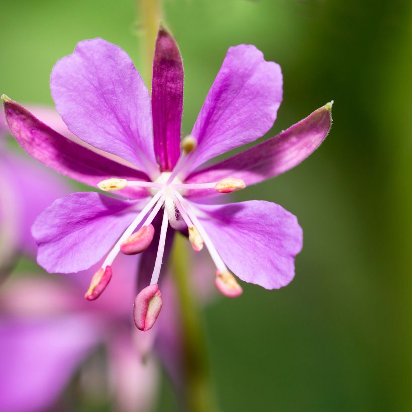 Epilobium angustifolium  - Rosebay willowherb (Flowering)