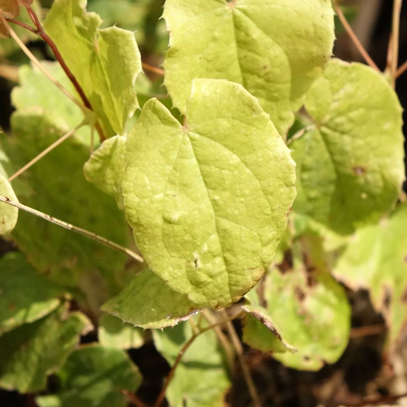 Epimedium Asiatic hybrid - Barrenwort (Foliage)