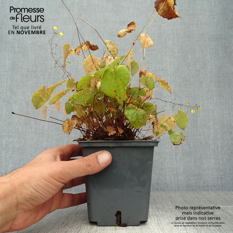 Epimedium hybride Sunny and Share - Fleur des Elfes Pot de 1L/1,5L sample as delivered in autumn