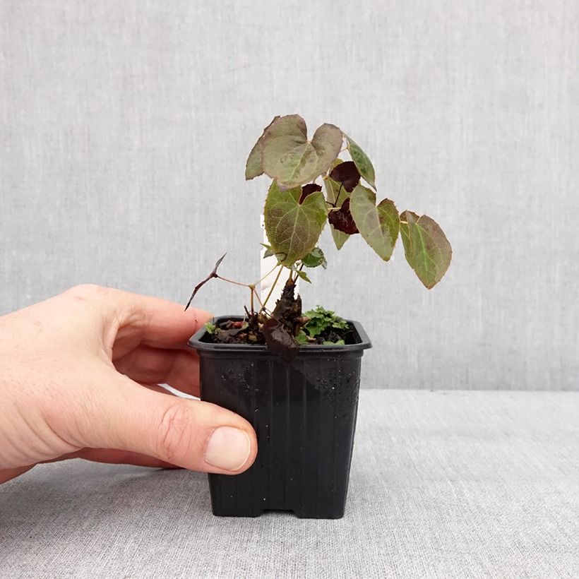 Epimedium perralderianum - Barrenwort 8/9 cm pot sample as delivered in winter