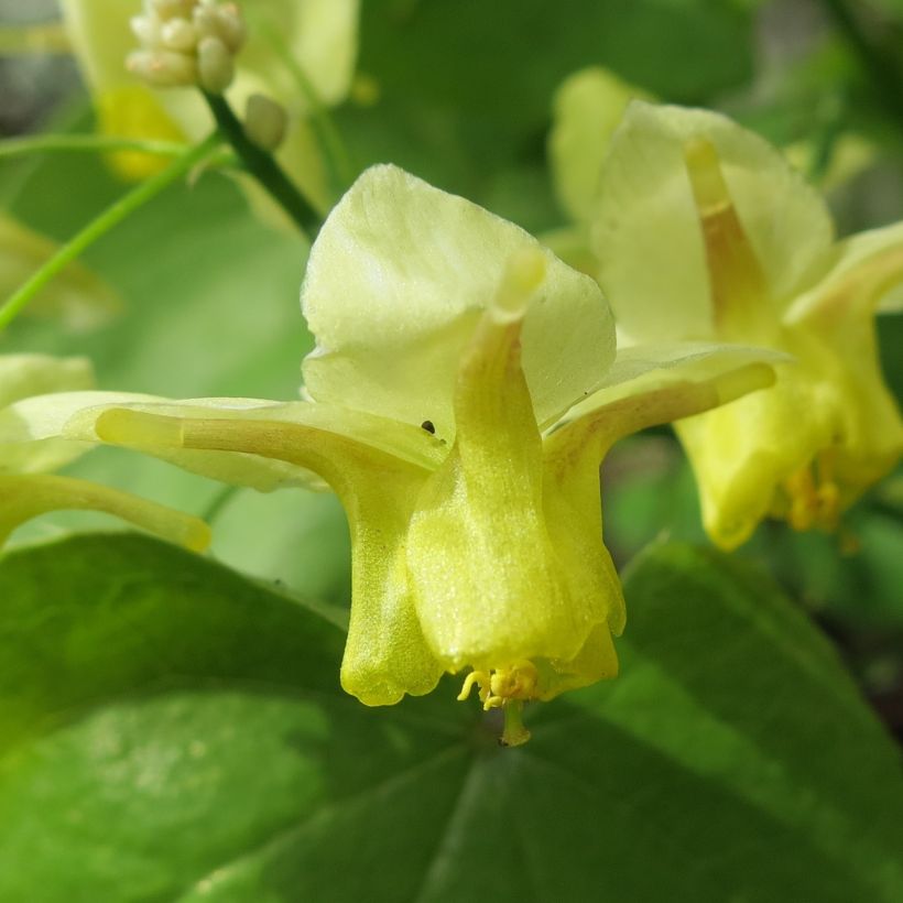 Epimedium pinnatum - Barrenwort (Flowering)