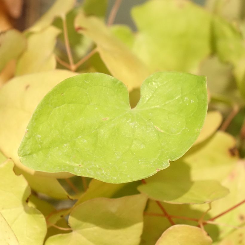 Epimedium x youngianum Yenomoto - Barrenwort (Foliage)