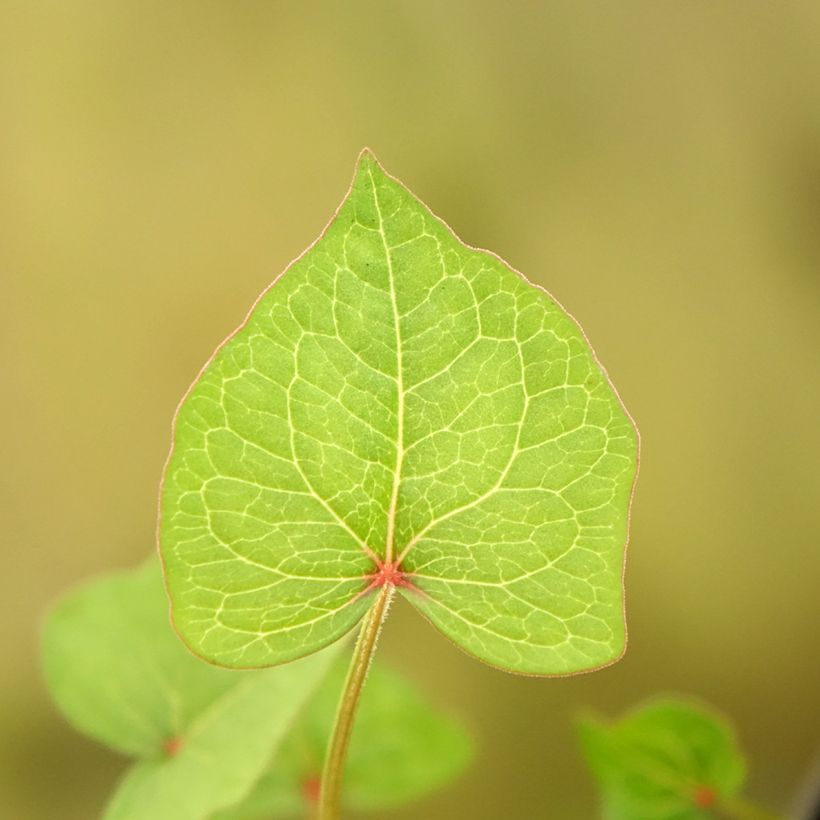 Tall Buckwheat - Fagopyrum dibotrys (Foliage)