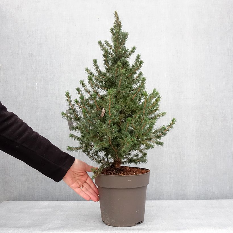 Picea glauca Biesenthaler Frühling - White Spruce 4L/5L potShipped height around 40/50cm sample as delivered in winter