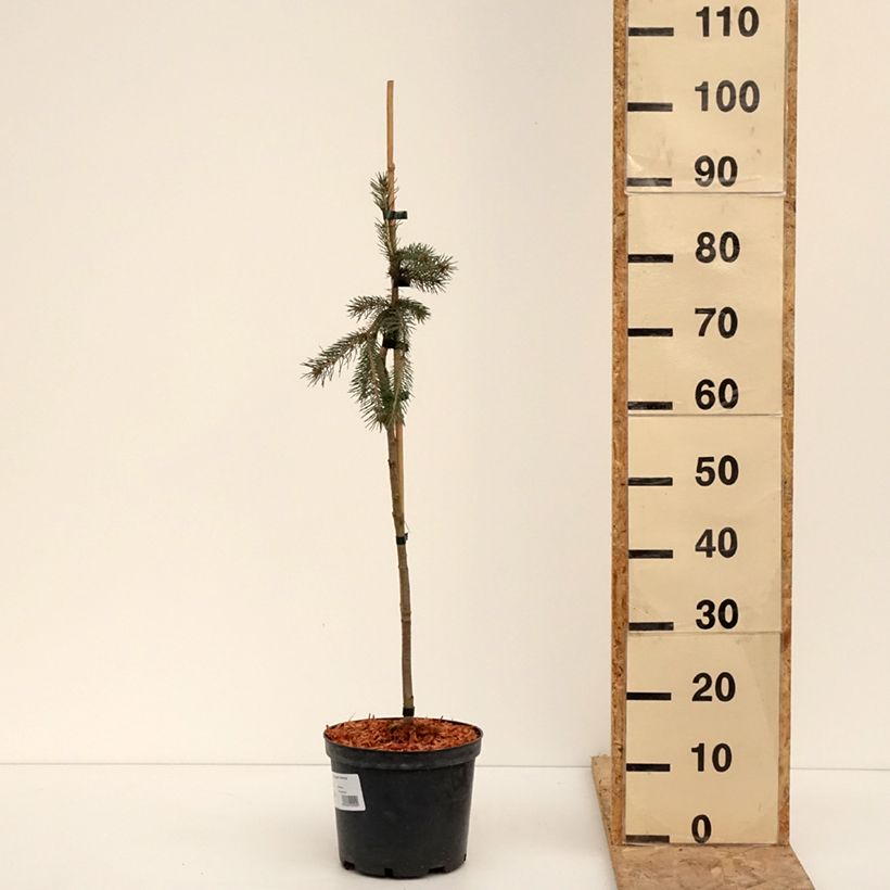 Picea glauca Pendula - White spruce pendula 4L/5L potShipped height around 40/60cm sample as delivered in winter