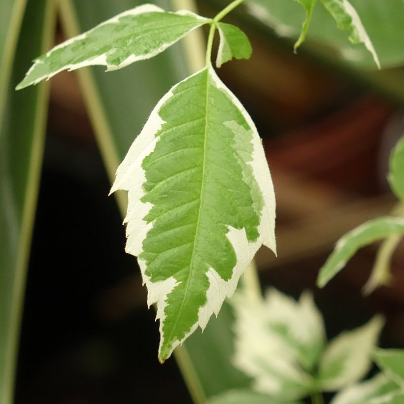 Acer negundo Flamingo - Maple (Foliage)