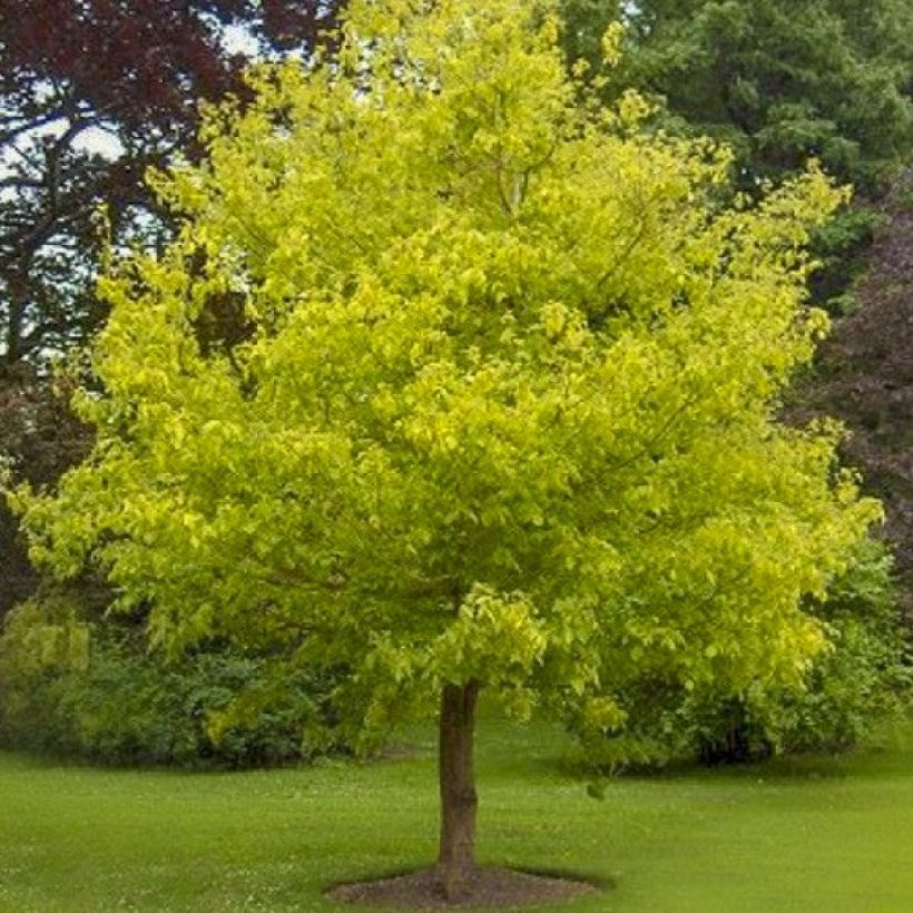 Acer negundo Kellys Gold - Maple (Plant habit)