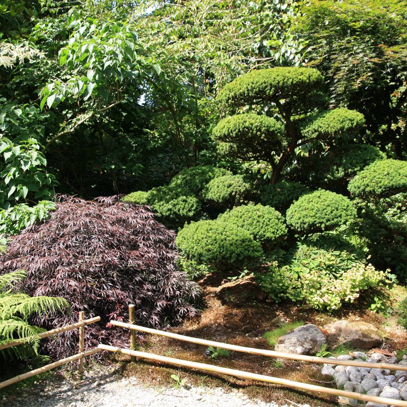 Acer palmatum Dissectum Garnet - Japanese Maple (Plant habit)