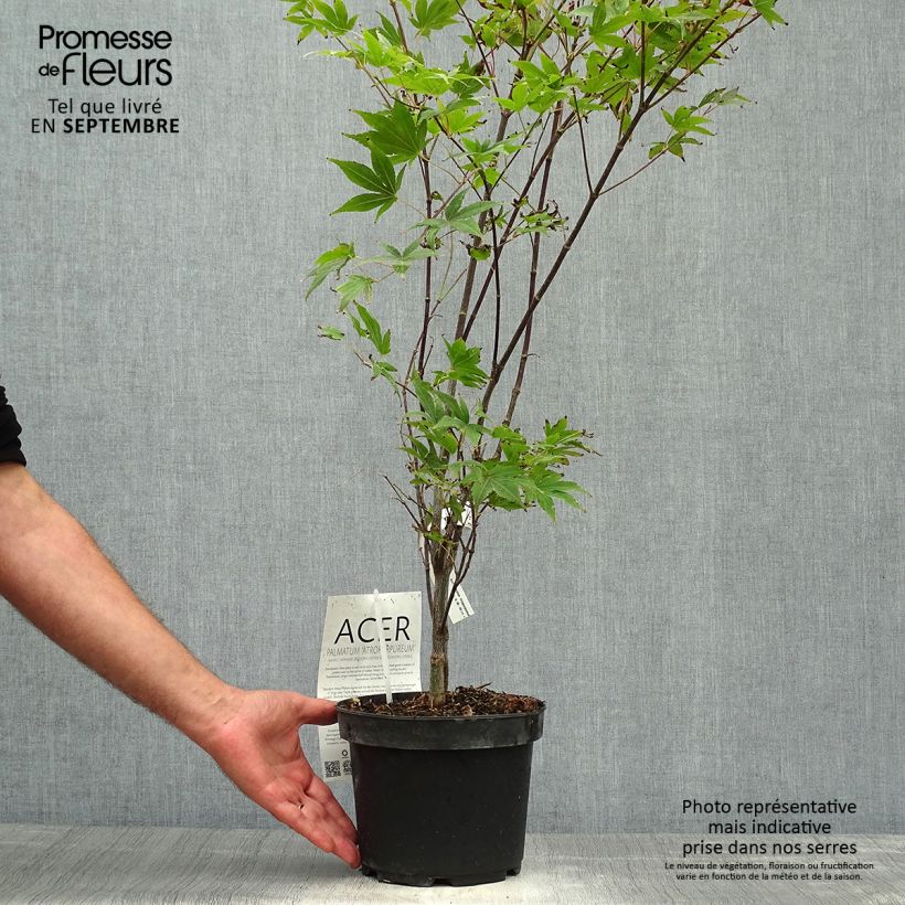 Érable du Japon - Acer palmatum Atropurpureum pot de 3L/4L sample as delivered in autumn