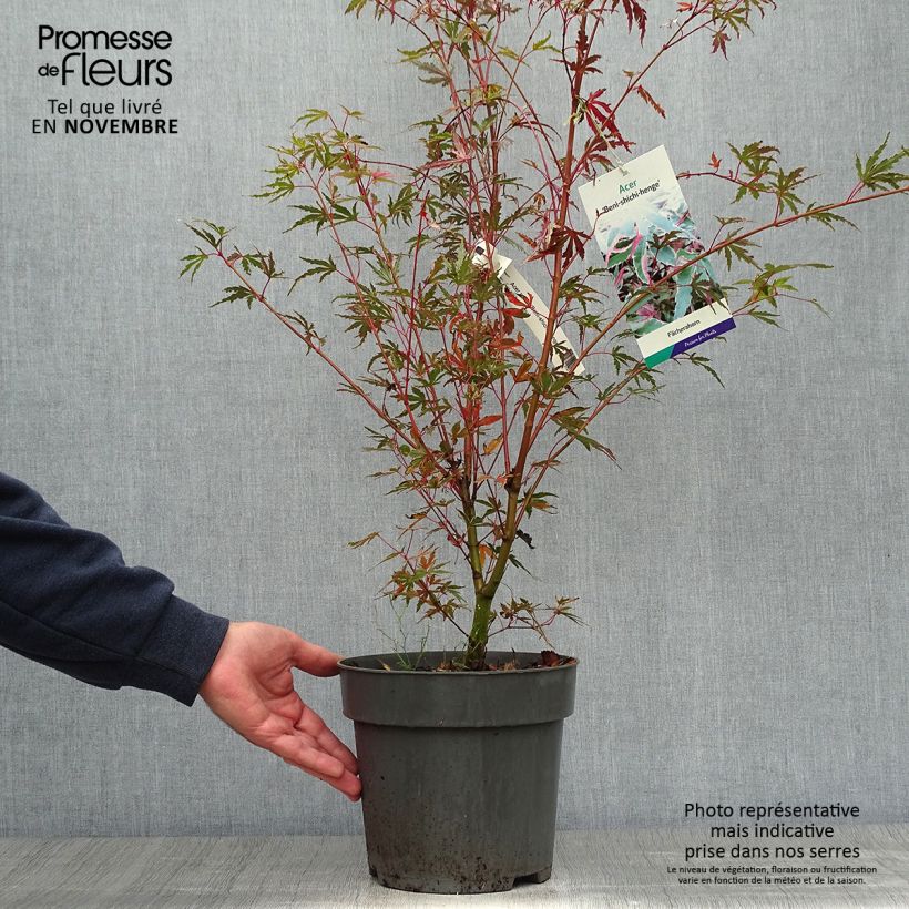 Erable du Japon - Acer palmatum Beni Shichihenge Pot de 3L/4L sample as delivered in autumn