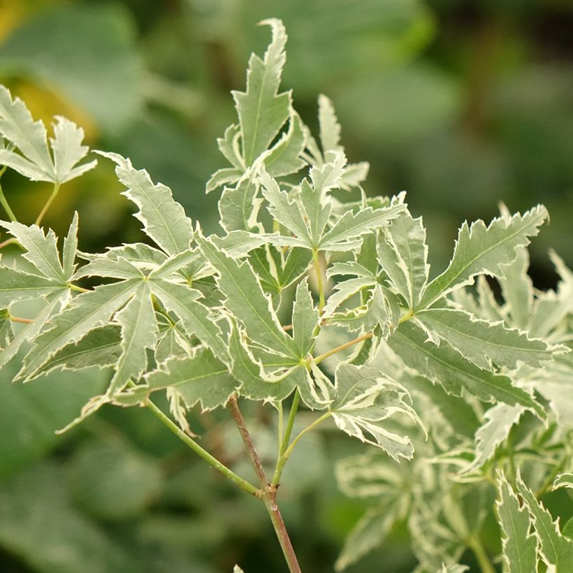 Acer palmatum Butterfly - Japanese Maple (Foliage)