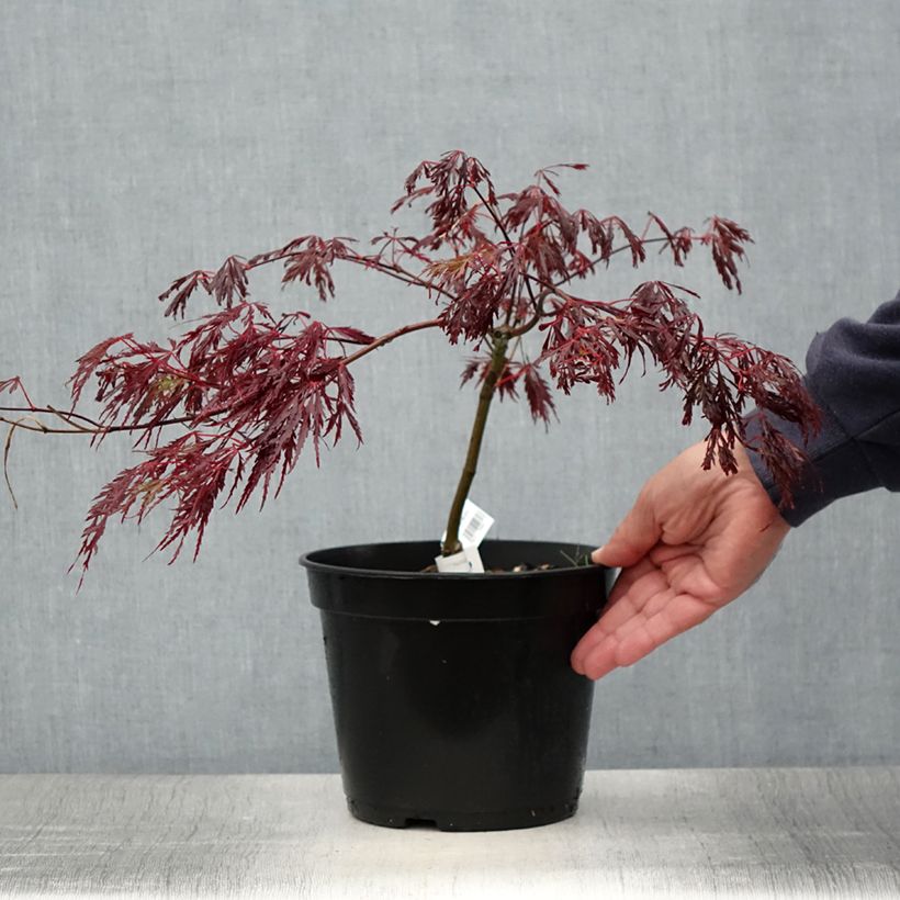 Acer palmatum susbp. dissectum Crimson Queen - Japanese Maple 2L/3L potShipped height around 30/40cm sample as delivered in summer