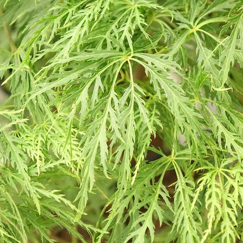 Acer palmatum Dissectum - Japanese Maple (Foliage)