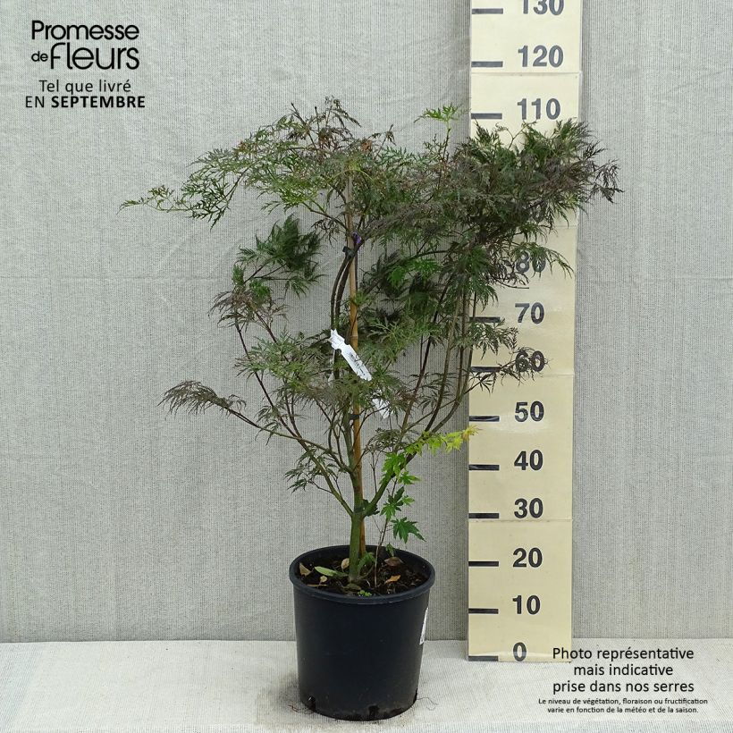 Erable du Japon - Acer palmatum Dissectum Garnet Coupe 30 cm sample as delivered in autumn