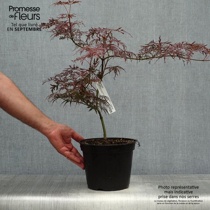 Érable du Japon - Acer palmatum Dissectum Garnet 3L/4L 40/50cm sample as delivered in autumn