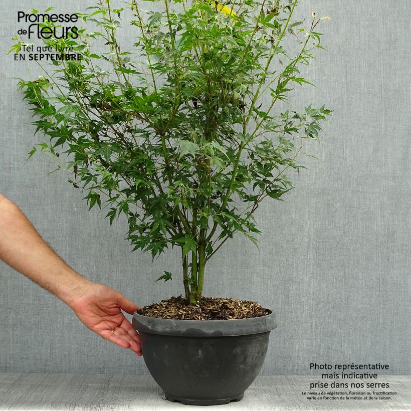 Érable du Japon - Acer palmatum Katsura en coupe de 7,5L/10L sample as delivered in autumn