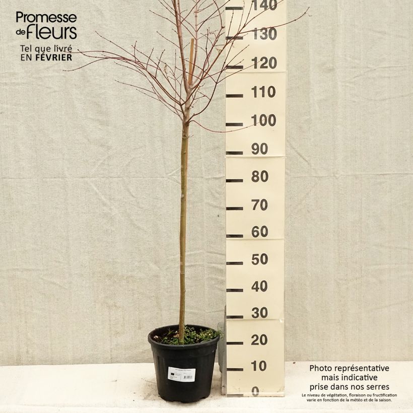 Erable du Japon - Acer palmatum Pink Passion - Pot de 7,5L/10L sample as delivered in winter