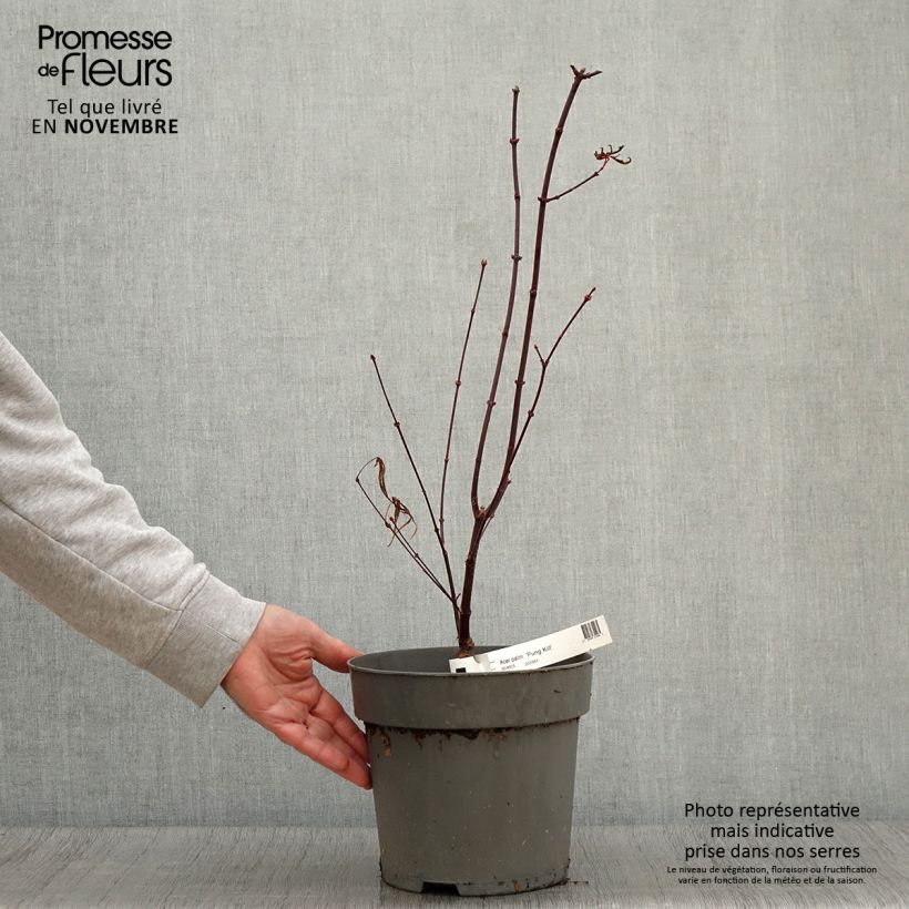 Erable du Japon - Acer palmatum Pung Kill - Pot de 4L/5L sample as delivered in autumn