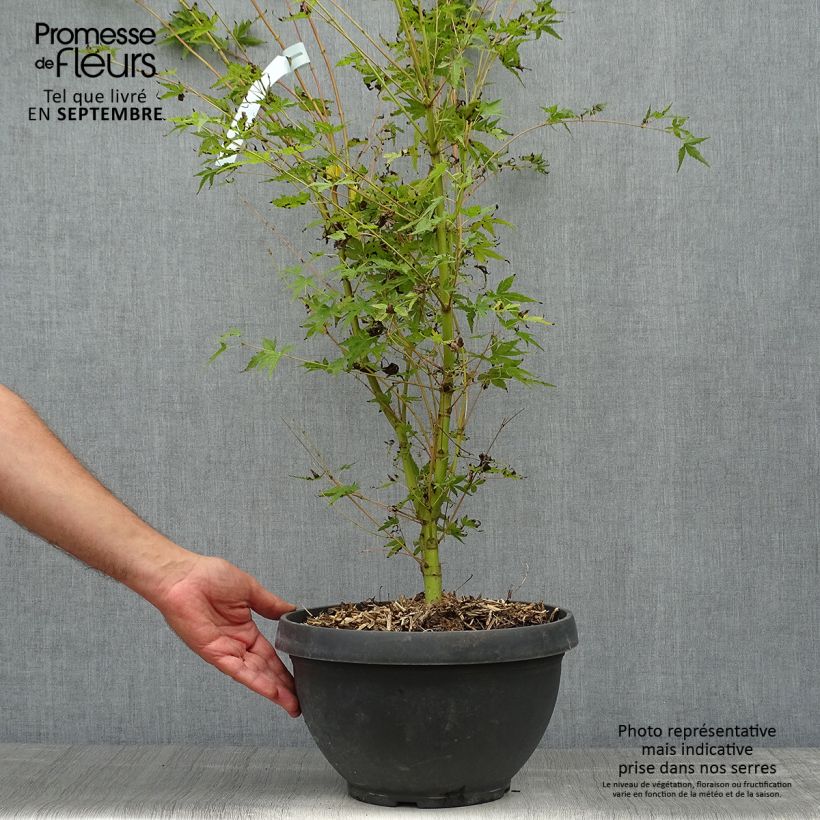 Erable du Japon - Acer palmatum Sangokaku (Senkaki) en coupe de 7,5L/10L sample as delivered in autumn