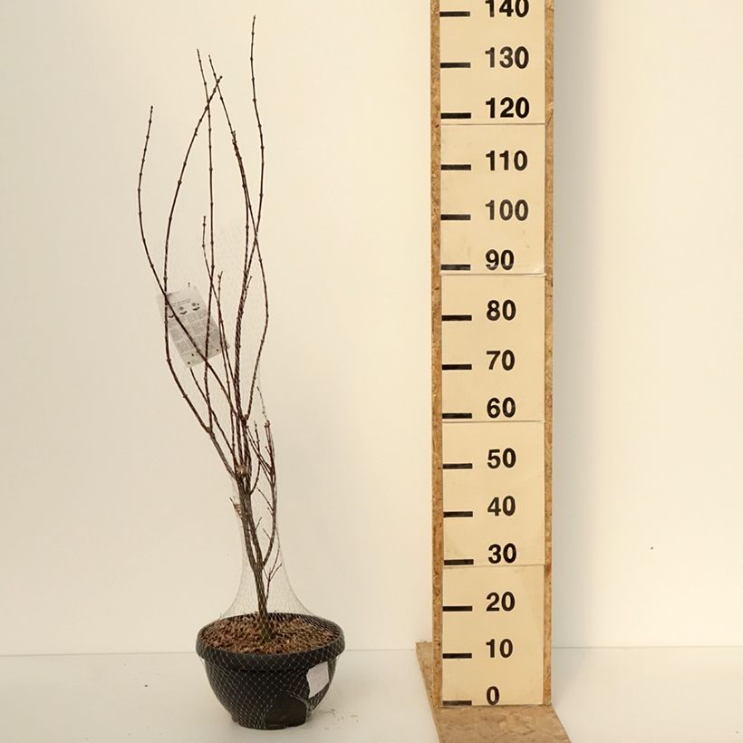 Acer palmatum Skeeters Broom - Japanese Maple 7.5L/10L bowlShipped height around 80/+cm sample as delivered in winter