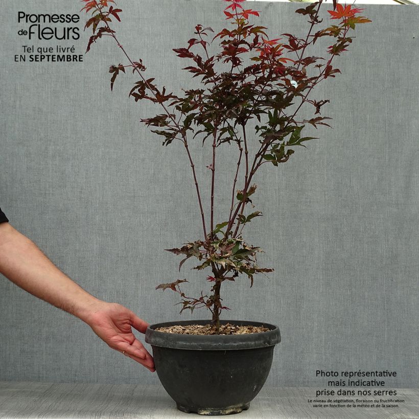 Érable du Japon - Acer palmatum Twomblys Red Sentinel Pot de 7,5L/10L sample as delivered in autumn