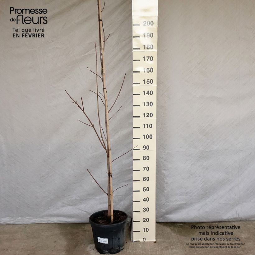 Érable platane - Acer platanoides Crimson King Pot de 20L sample as delivered in winter