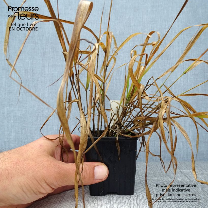 Eragrostis spectabilis - Herbe d'amour en godet de 9 cm sample as delivered in autumn