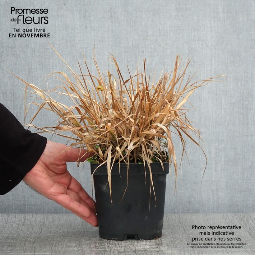 Eragrostis spectabilis - Herbe d'amour en pot de 1.5L/2L sample as delivered in autumn