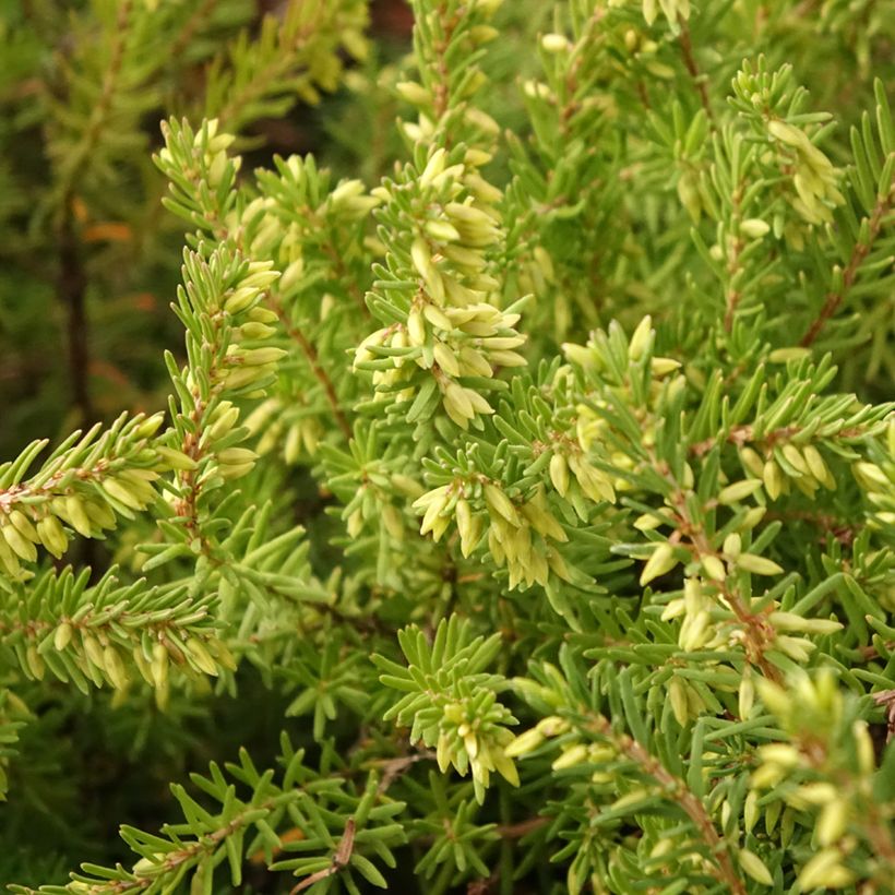 Erica x darleyensis Darley Dale (Foliage)