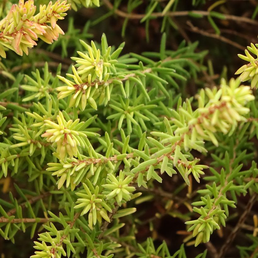 Erica x darleyensis Marie Helen - Winter Heath (Foliage)