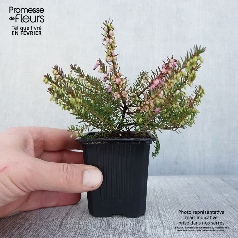 Erica darleyensis Tyann - Bruyère d'hiver - Godet de 8/9 cm sample as delivered in winter