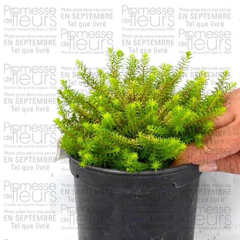 Example of Erica x darleyensis Eva Gold, bruyère d'hiver Pot de 1.5L/2L specimen as delivered