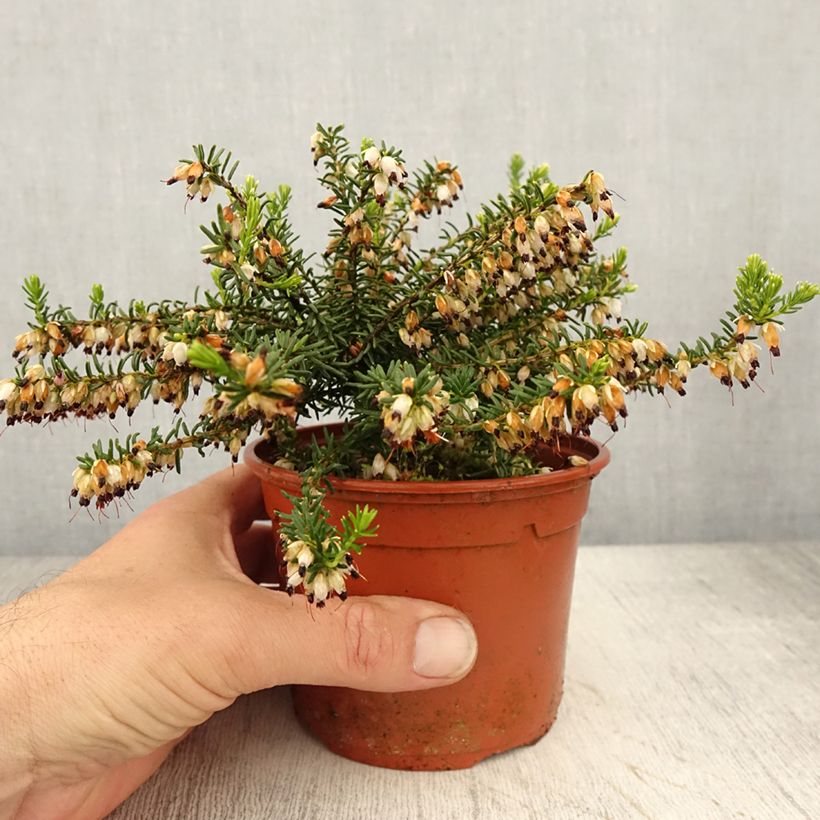 Erica darleyensis Winter Belles Katia - Winter Heath 1L/1.5L pot sample as delivered in spring