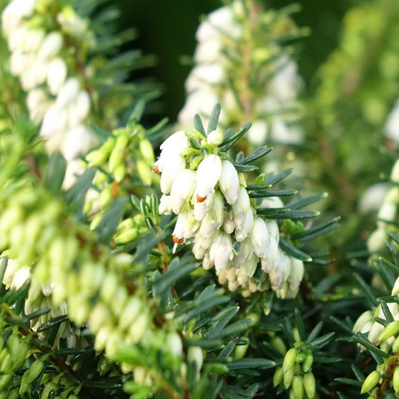 Erica darleyensis Winter Belles Katia - Winter Heath (Flowering)