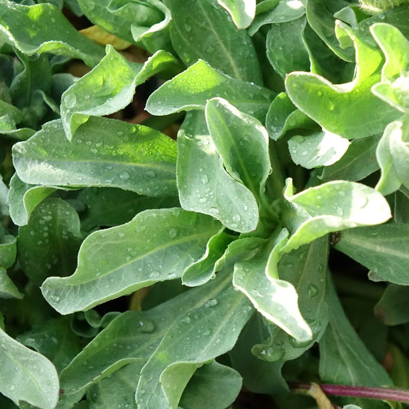 Erigeron glaucus Sea Breeze (Foliage)