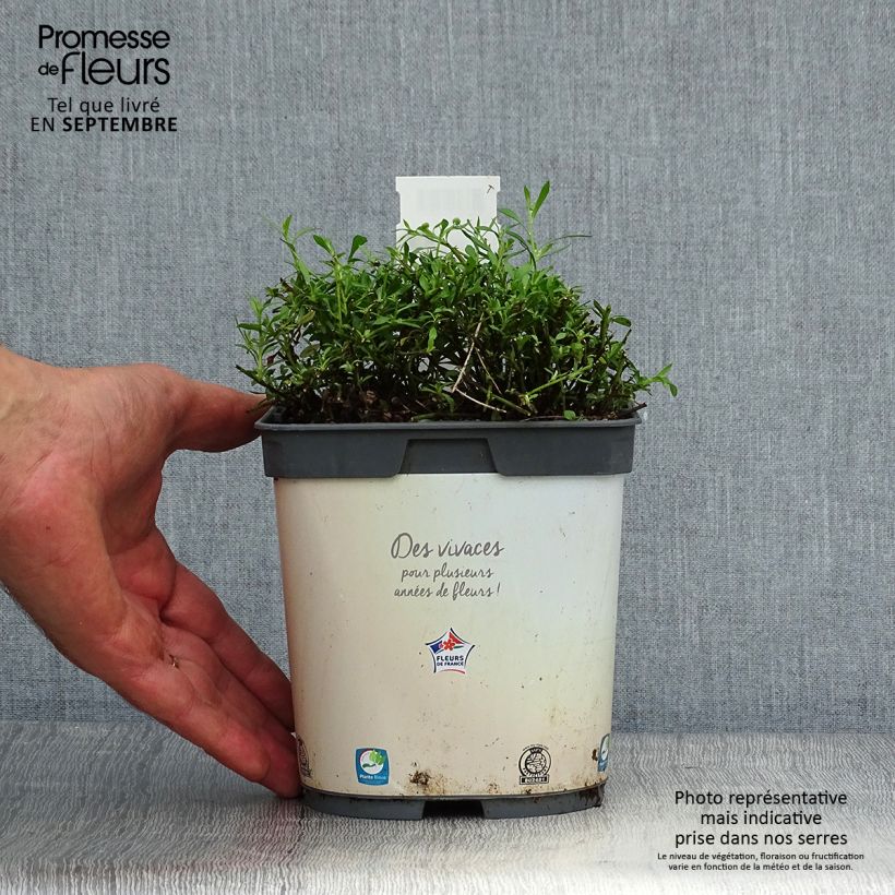 Erigeron karvinskianus en pot de 2L – Vergerette sample as delivered in autumn