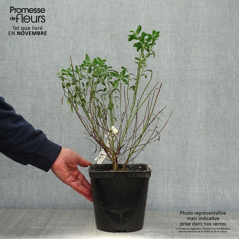 Eriostemon myoporoides - Philotheca Pot de 3L/4L sample as delivered in autumn