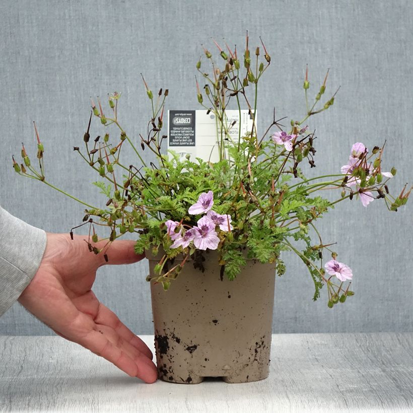 Erodium Spanish Eyes en pot de 2L./3L. - Bec de grue  sample as delivered in summer